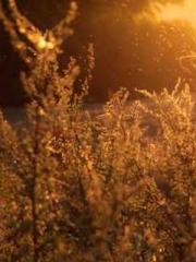 The Sovereign of the