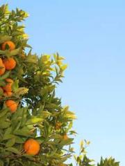 High School Campus S