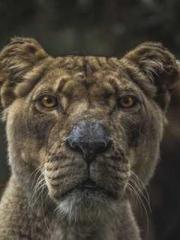 lt;lt; The Divine Do