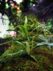 A-SOULapos;s Hoshima