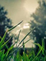 The Imperial Concubi