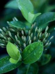 Mr. Gu, your wife is